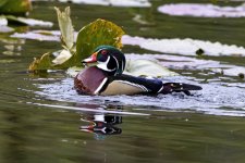 C01WoodDuckDrake1454.jpg