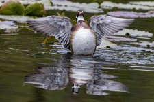 C02WoodDuckDrake1455.jpg