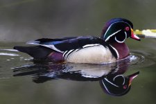 C03WoodDuckDrake1492.jpg
