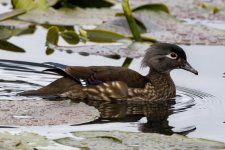 C04WoodDuckHen1446.jpg
