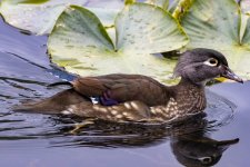 C05WoodDuckHen1545.jpg