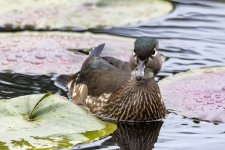 C06WoodDuckHen1556.jpg