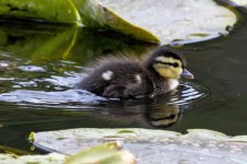 C07WoodDuckDuckling1524.jpg