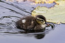 C08WoodDuckDuckling1561.jpg