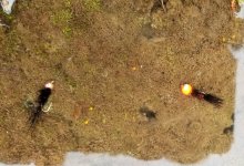 20220507_flies.jpg 20220507_flies.jpg