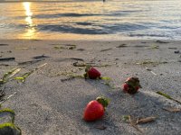 IMG_1946.jpeg