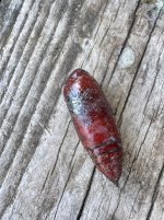 IMG_1508.jpeg