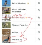 Screenshot_20260505_082149_Merlin Bird ID.jpg