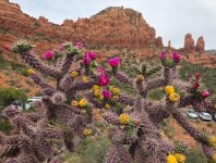 Cacti Bloom.jpg