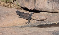 Common Chuckwalla.jpg