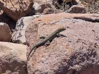 Common Side-blotched Lizard.jpg