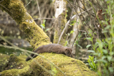 A01AmericanMink2C2A9703.png