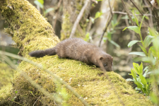 A02AmericanMink2C2A9704.png