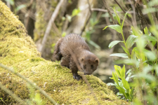 A03AmericanMink2C2A9706.png