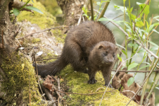 A04AmericanMink2C2A9711.png