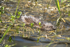 B05Muskrat2C2A9454.png
