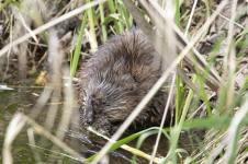 B06Muskrat2C2A9467.png