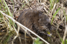 B07Muskrat2C2A9470.png
