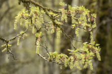 A01BigLeafMapleFlowers2C2A8569.png