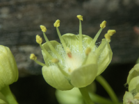 A02BigLeafMapleFlower4200011.png
