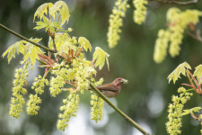 A03HouseFinchMaleEatingBigleafMapleFlowers2C2A9571.png