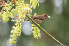 A04HouseFinchMaleEatingBigleafMapleFlowers2C2A9594.png