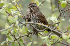 B06SongSparrowSinging2C2A9768.png