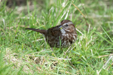 B07SongSparrow2C2A7714.png