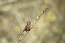 B10SongSparrowSinging2C2A8076.png