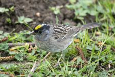 C11GoldenCrownedSparrowAdult2C2A9076.png