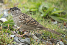 C12GoldenCrownedSparrow2C2A9772.png