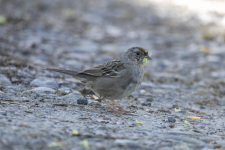 C13GoldenCrownedSparrow2C2A8038.png