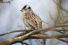 C14aWhiteCrownedSparrow2C2A0169.png