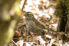 C14bWhiteThroatedSparrow2C2A0806.png