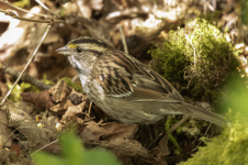C14cWhiteThroatedSparrow2C2A0831.png