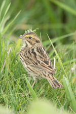 D16SavannahSparrow2C2A9760.png