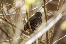 E17FoxSparrow2C2A7921.png