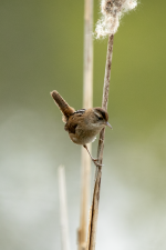 B07MarshWrenInCattailStalk2C2A9658.png
