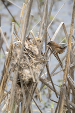 B11MarshWrenMaleWNest2C2A9640.png