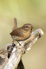 B12PacificWren2C2A8033.png