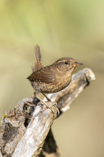 B13PacificWren2C2A8035.png