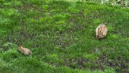 IMG_6777.jpeg