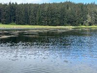 IMG_1516.jpeg