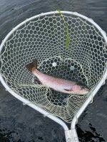 IMG_1517.jpeg