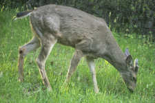 A02BuckGrazingGrass2C2A1643.png A02BuckGrazingGrass2C2A1643.png