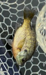 IMG_3466.jpeg