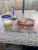 IMG_1523.jpeg