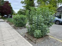 IMG_2050.jpeg