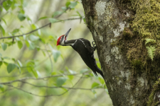 B04PileatedWoodpeckerMale2C2A0003.png