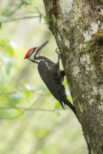 B05PileatedWoodpeckerMale2C2A9998.png B05PileatedWoodpeckerMale2C2A9998.png